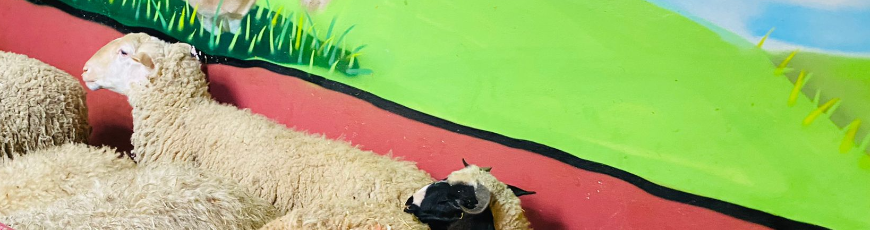 Orhantepe Adak Kurban Kesim ve Dağıtım