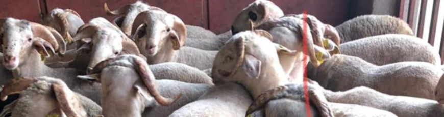 Maltepe İdealtepe Adak Kurban Kesim Dağıtım