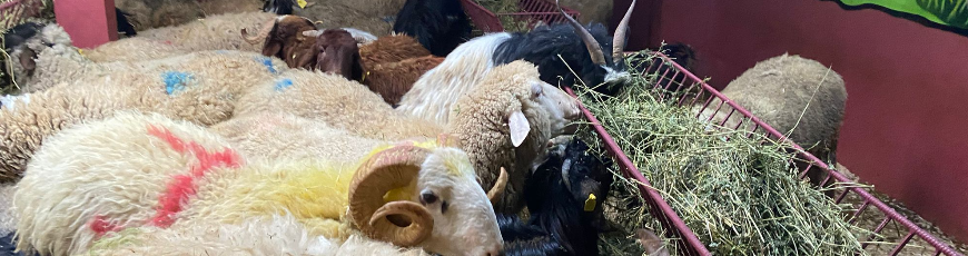 Hürriyet Adak Kurban Kesim ve Dağıtım