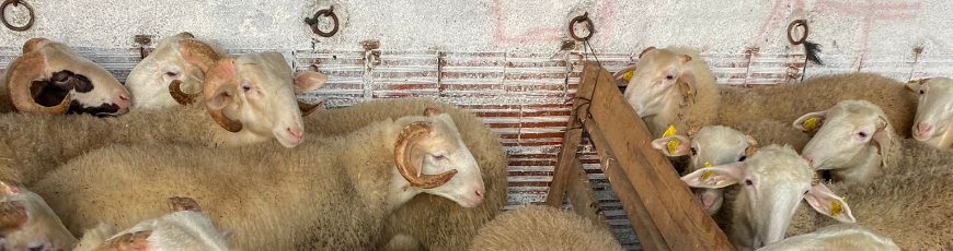 Maltepe Yalı Adak Kurban Kesim Dağıtım