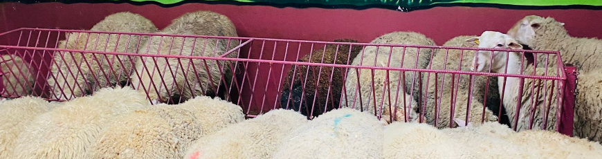 Yukarı Adak Kurban Kesim ve Dağıtım