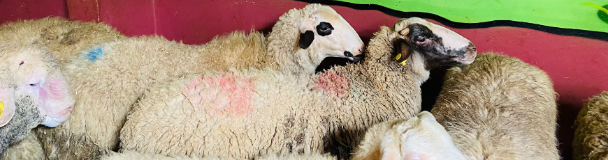 Gümüşpınar Adak Kurban Kesim ve Dağıtım