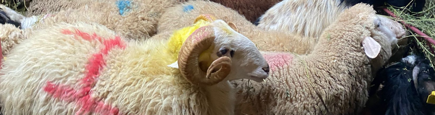 Topselvi Adak Kurban Kesim ve Dağıtım 