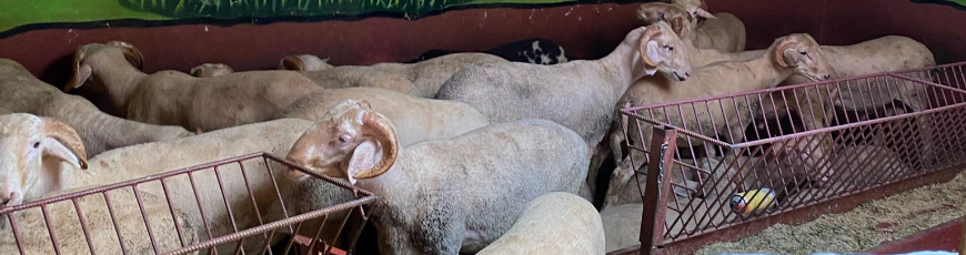 Maltepe Adak Kurban Kesim Dağıtım  Feyzullah