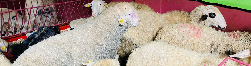 Kordonboyu Adak Kurban Kesim ve Dağıtım