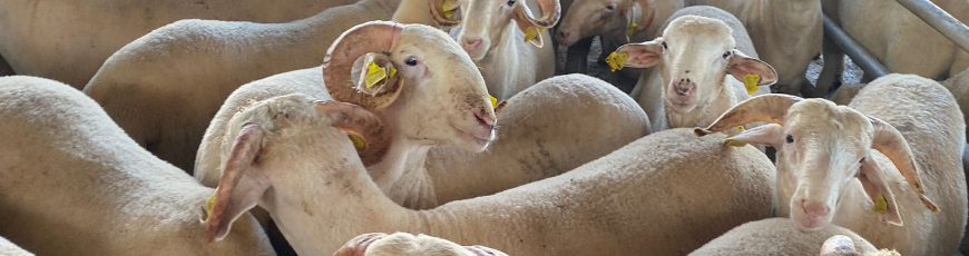 Maltepe Aydınevler Adak Kurban Hizmeti | Kesim ve Dağıtım