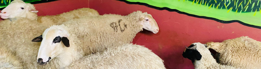 Uğur Mumcu Adak Kurban Kesim ve Dağıtım