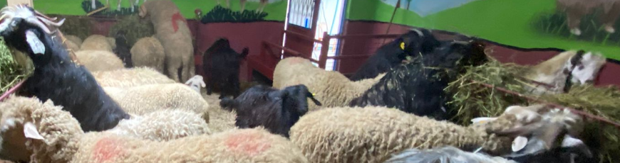 Cevizli Adak Kurban Kesim ve Dağıtım