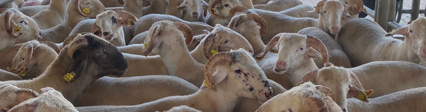 Maltepe Küçükyalı Adak Kurban Kesim Dağıtım
