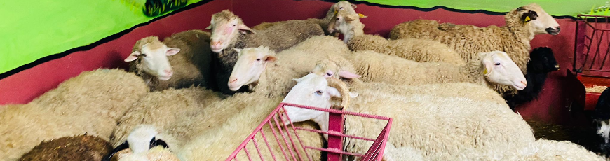 Petrol İş Adak Kurban Kesim ve Dağıtım