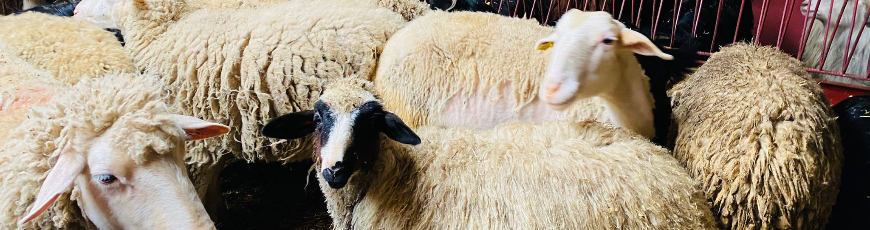 Çavuşoğlu Adak Kurban Kesim ve Dağıtım