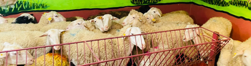 Maltepe Fındıklı Adak Kurban Kesim Dağıtım 