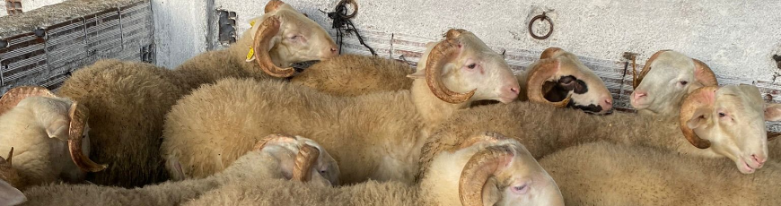 Cevizli Adak Kurban Kesimi ve Dağıtımı