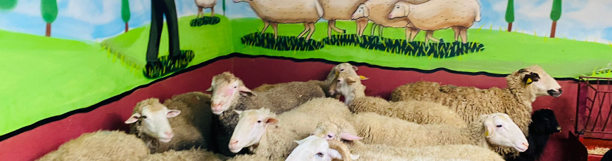 Esentepe Adak Kurban Kesim ve Dağıtım