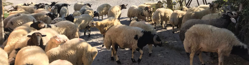 Maltepe Gülsuyu Adak Kurban Kesim Dağıtım