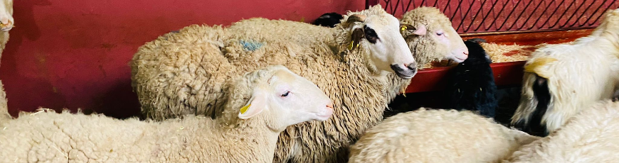 Yakacık Adak Kurban Kesim ve Dağıtım