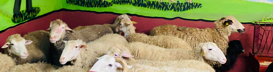 Yalı Adak Kurban Kesim ve Dağıtım